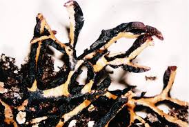 Attēlu rezultāti vaicājumam “Hypogymnia vittata”