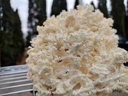 Attēlu rezultāti vaicājumam “Hericium coralloides”