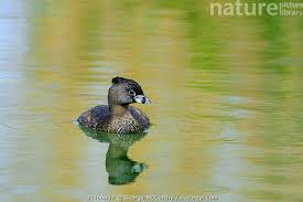 Image result for Podilymbus podiceps