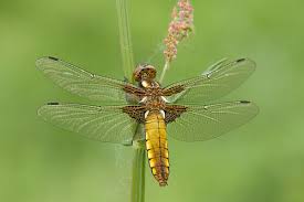 Attēlu rezultāti vaicājumam “Libellula depressa”