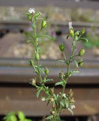 Attēlu rezultāti vaicājumam “Microrrhinum minus”