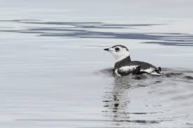 Image result for Brachyramphus perdix