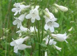 Image result for Penstemon