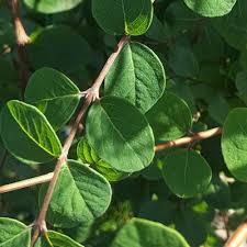 Attēlu rezultāti vaicājumam “Symphoricarpos x chenaultii”