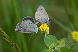 Attēlu rezultāti vaicājumam “Cupido minimus underside”