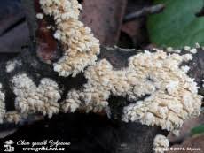 Attēlu rezultāti vaicājumam “Hyphodontia barba-jovis”