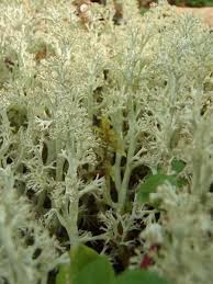 Attēlu rezultāti vaicājumam “Cladonia mitis”