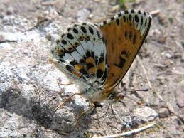 Attēlu rezultāti vaicājumam “Melitaea cinxia upperside”
