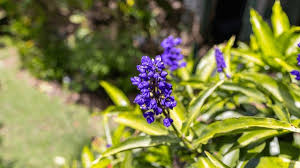 Attēlu rezultāti vaicājumam “Commelinaceae”