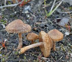 Attēlu rezultāti vaicājumam “Inocybe lanuginosa”