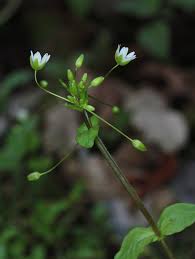 Attēlu rezultāti vaicājumam “Stellaria uliginosa”
