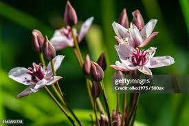 Attēlu rezultāti vaicājumam “Butomus umbellatus bud”