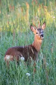 Attēlu rezultāti vaicājumam “Capreolus capreolus”