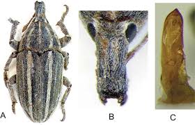 Attēlu rezultāti vaicājumam “Larinus sp.”