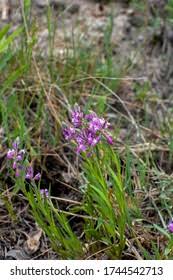 Attēlu rezultāti vaicājumam “Polygala comosa leaf”