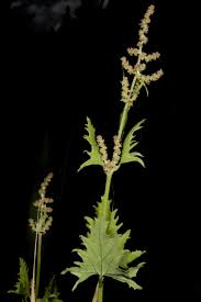 Attēlu rezultāti vaicājumam “Atriplex calotheca”