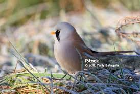 Attēlu rezultāti vaicājumam “Panurus biarmicus male”