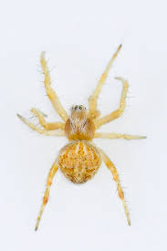 Attēlu rezultāti vaicājumam “Araneidae”