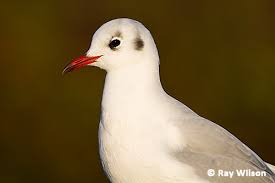Attēlu rezultāti vaicājumam “Larus ridibundus adult”