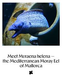 Image result for Muraena helena