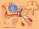 Vestibular neuritis and labyrinthitis