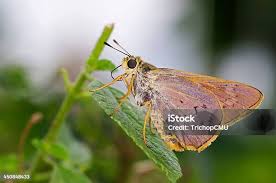 Attēlu rezultāti vaicājumam “Ochlodes sylvanus female”