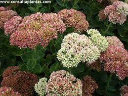 Attēlu rezultāti vaicājumam “Hylotelephium maximum flower”