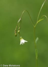 Attēlu rezultāti vaicājumam “Linum catharticum fruit”