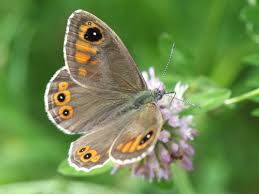 Attēlu rezultāti vaicājumam “Lasiommata maera”