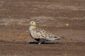 Image result for Syrrhaptes paradoxus