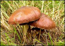 Attēlu rezultāti vaicājumam “Suillus luteus”