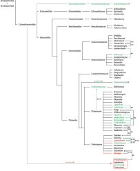 Attēlu rezultāti vaicājumam “Badhamia lilacina sessile”