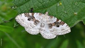 Attēlu rezultāti vaicājumam “Xanthorhoe montanata”