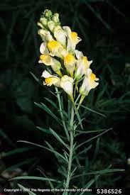 Image result for Linaria vulgaris