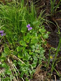 Attēlu rezultāti vaicājumam “Viola uliginosa”