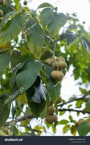 Attēlu rezultāti vaicājumam “Aesculus flava fruit”