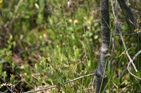 Attēlu rezultāti vaicājumam “Carex chordorrhiza”