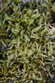 Attēlu rezultāti vaicājumam “Aulacomnium”