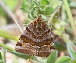 Attēlu rezultāti vaicājumam “Euclidia glyphica”