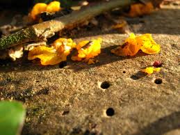 Attēlu rezultāti vaicājumam “Lycogala asperum macro”