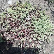 Attēlu rezultāti vaicājumam “Sedum pallidum bud”