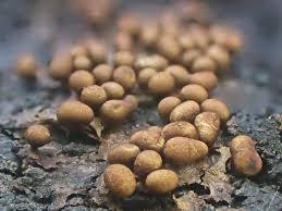 Attēlu rezultāti vaicājumam “Trichia scabra spores”