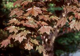 Attēlu rezultāti vaicājumam “Acer platanoides”