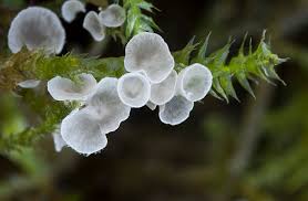 Attēlu rezultāti vaicājumam “Arrhenia retiruga”