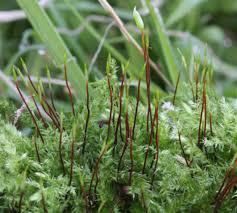 Attēlu rezultāti vaicājumam “Brachythecium rutabulum”