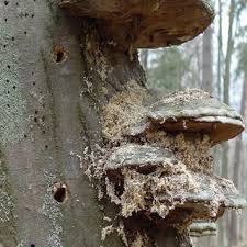 Attēlu rezultāti vaicājumam “Scardia boletella exuvia”