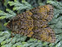 Attēlu rezultāti vaicājumam “Craniophora ligustri”