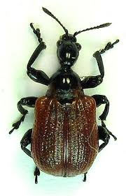 Attēlu rezultāti vaicājumam “Apoderus coryli”