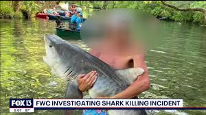 Image result for Chichester Sharks