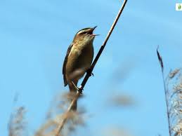 Attēlu rezultāti vaicājumam “Acrocephalus schoenobaenus adult”